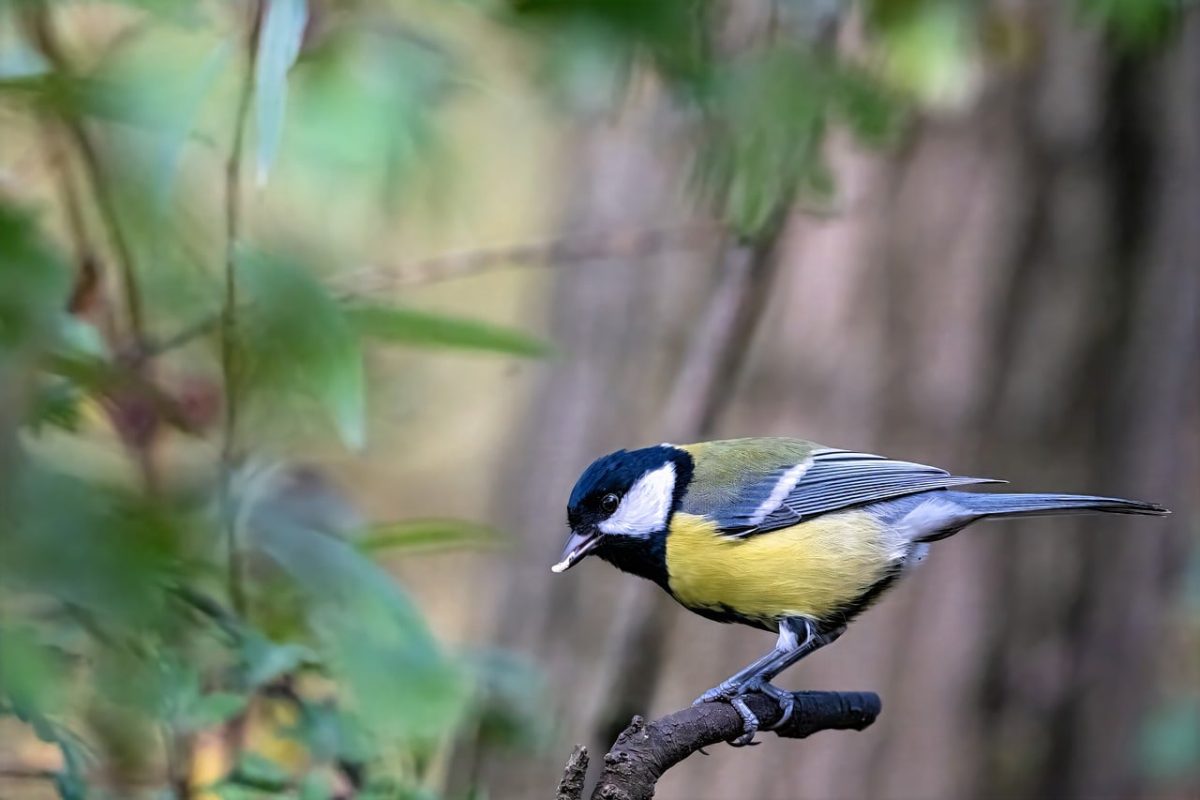 blue tit, nature, bird, animal, feather, ornithology, sitting, branch, birdwatching, songbird, garden bird, small, fauna, bone, fur
