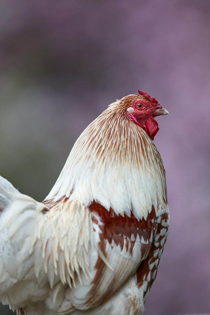 rooster, feathers, comb, profile, close-up, colorful, farm, beak, countryside, domestic, nature, animal, livestock, young, eye, bird, ornamental, portrait, plumage
