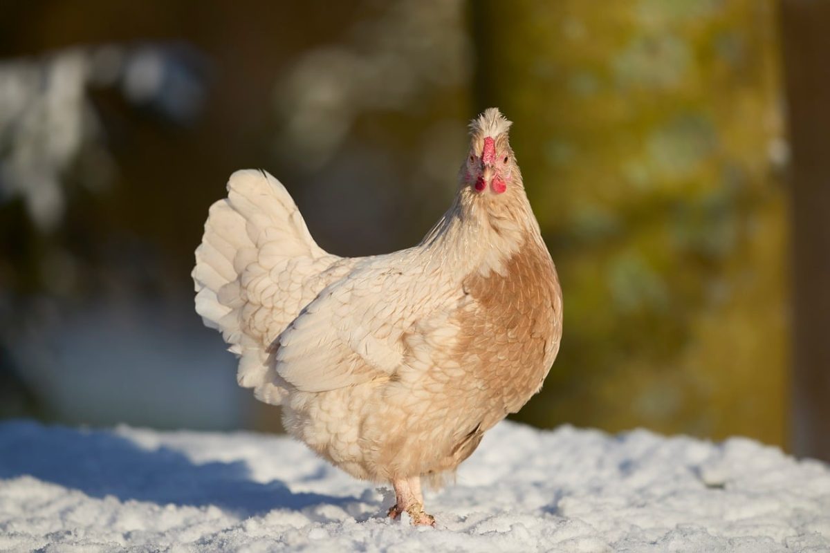 hen, winter, snow, cold, bird, farming, outdoors, feather, comb, impressive, livestock, nature, natural light, coop, day, fluffy, beautiful, hobby farm, natural habitat