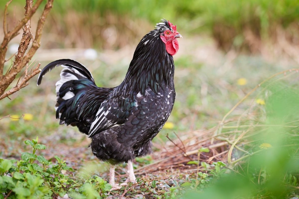 rooster, black, feathers, comb, wattles, nature, plumage, animal, bird, agriculture, farm, rural, fauna, standing, feathered, domesticated, livestock, black and white, wild, country life, waiting