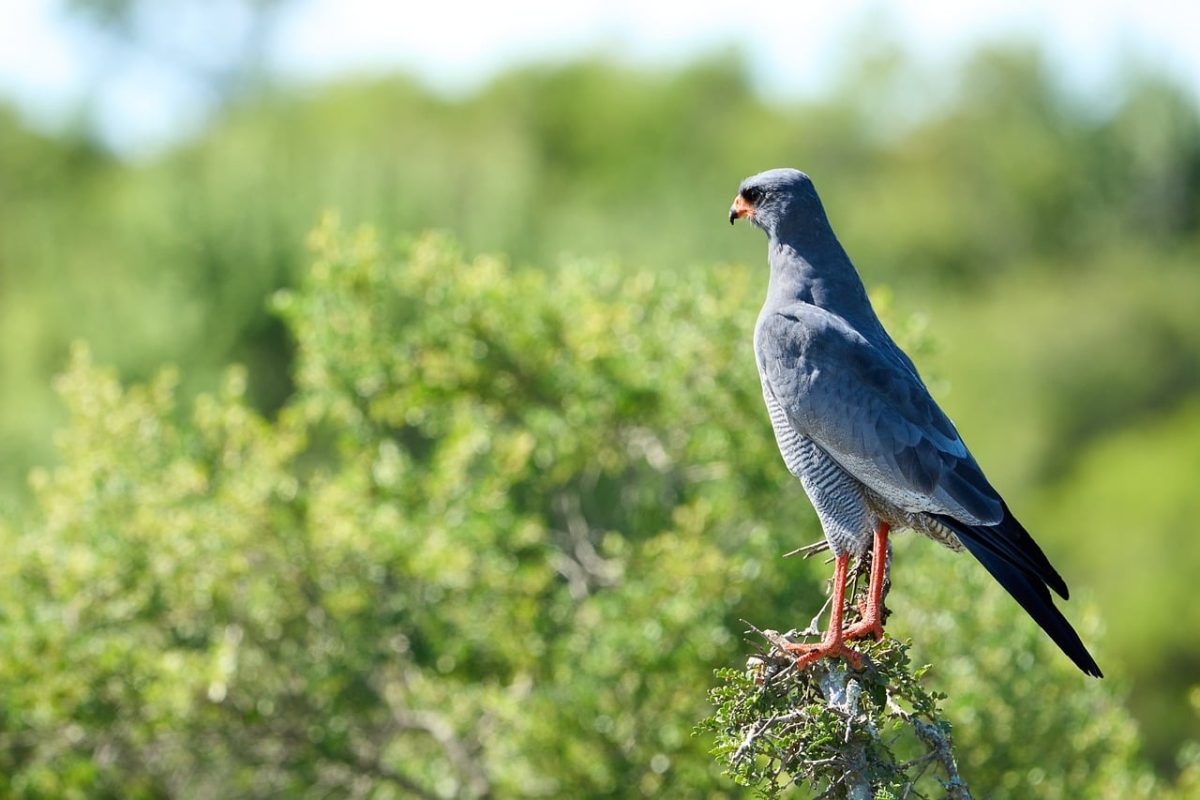 birds of prey, bird photography, wildlife, nature, falcon-like bird of prey, gray color, raptor, green background, five, predator, wild birds, ornithology, bird life, tree bark, bird, bird of prey, sunny day, may, wings, wild