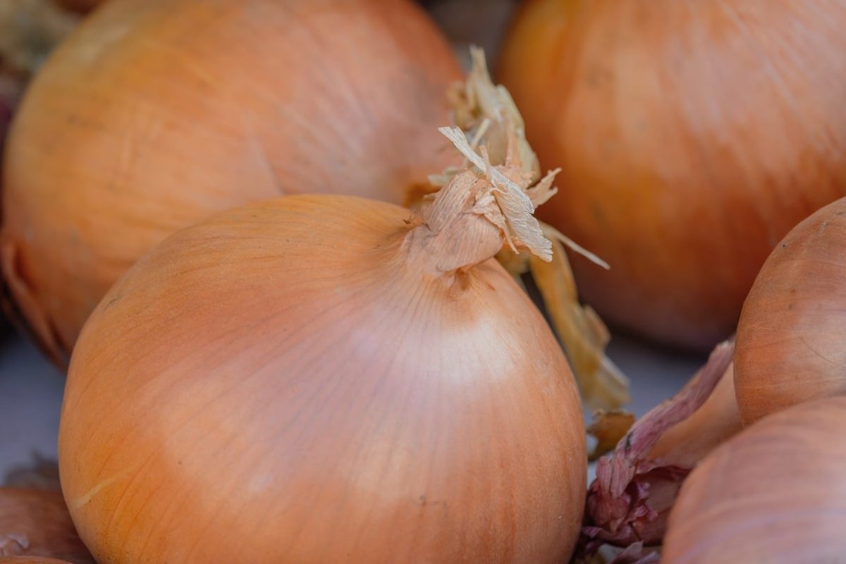 onion, vegetable, fresh, food, ingredient, cooking, brown, ripe, vegetable market, autumn, horticulture, chopped, healthy, field, agriculture, storage, diet, farmers market, packing