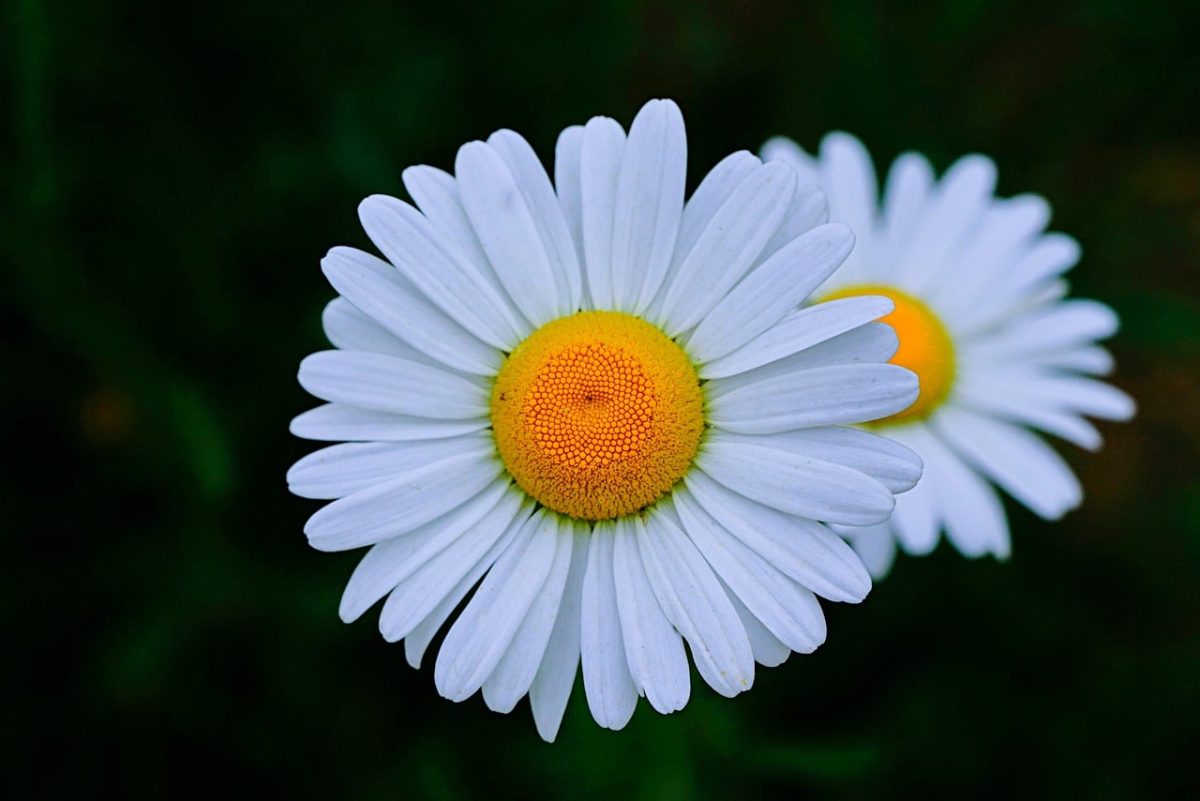 daisy, white flowers, nature, close-up, yellow center, flowering plant, autumn, flower meadow, wildflower, sunny morning, seasonal flower, field flower, decorative, fresh flowers, botanical garden, landscape, blooming, floral, countryside, plant life, outdoor