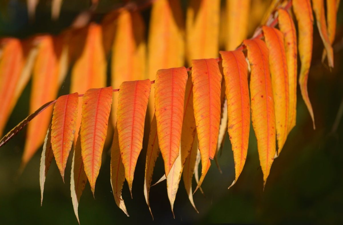 autumn, foliage, red leaves, orange leaves, stag horn sumac, elegance, nature, garden, beauty, details, autumn colors, yellow leaves, horticulture, leaf texture, season, natural beauty, outdoor, ornamental plant, backlighting, decorative effect, sunlight