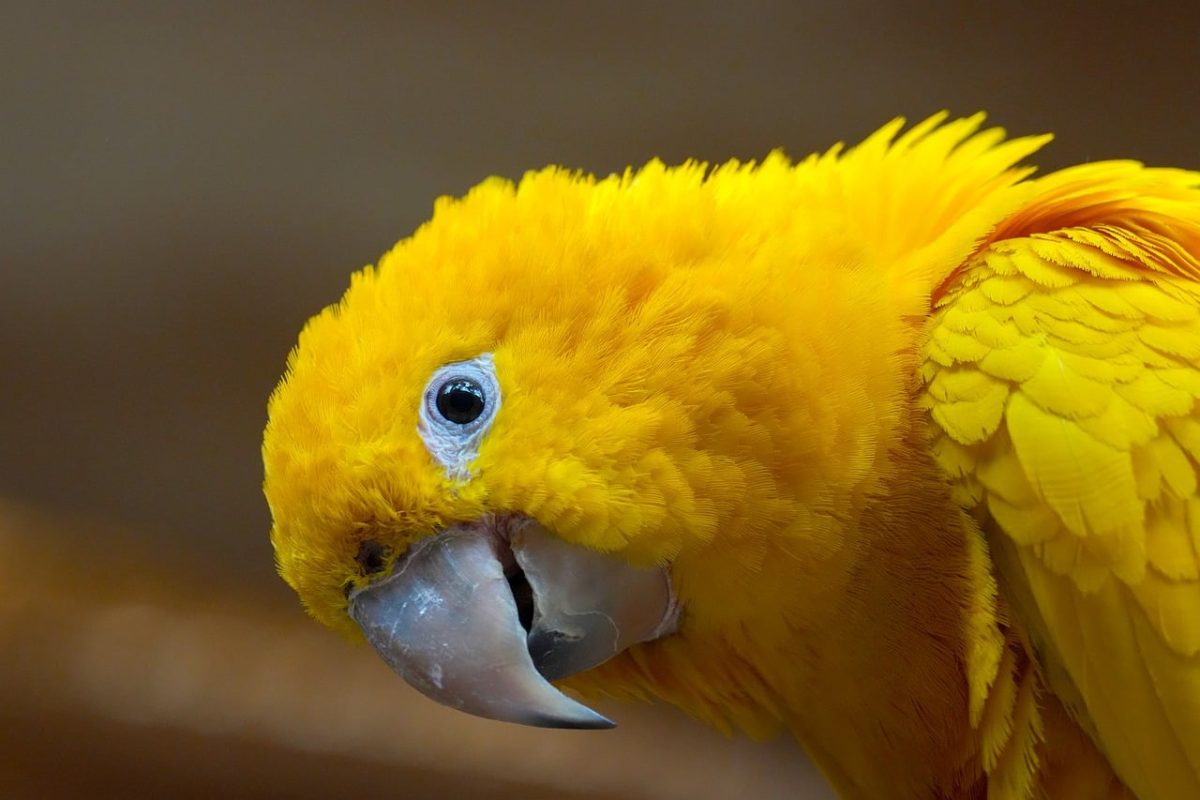 parrot, golden parrot, yellow color, bird, nature, exotic bird, beak, eye, bird head, feathers, morphology, fauna, colors, animal portrait, wildlife study, natural habitat, animal detail, zoo, play of light, close-up portrait, yellow, bird beak
