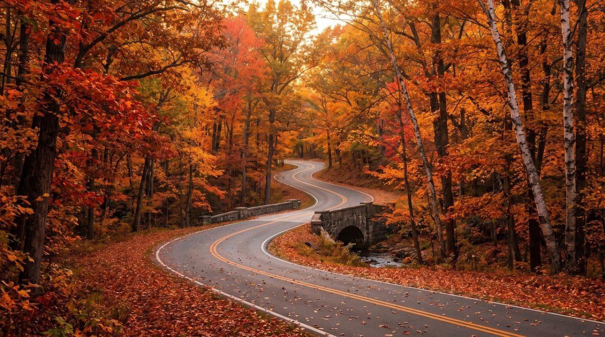 autumn, road, forest, highway, curve, loop, birch, trees, leaves, scenic, photography, landscape, route, autumn forest, nature, hiking, street, leaves underfoot, october, sunset