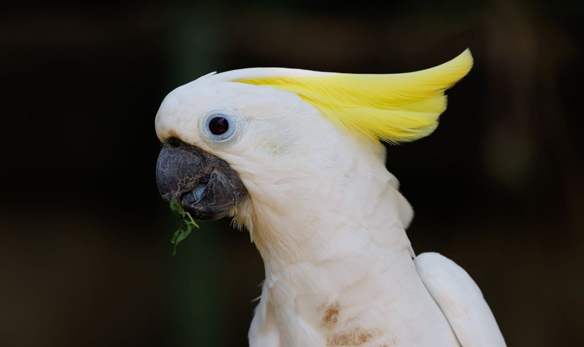 cockatoo, exotic bird, yellow crest, nature, bird, wild, indonesian bird, nature photography, photography, southeast asian birds, avian, world, yellow, indonesia, white bird, wildlife, tropical bird, bird photography, crest