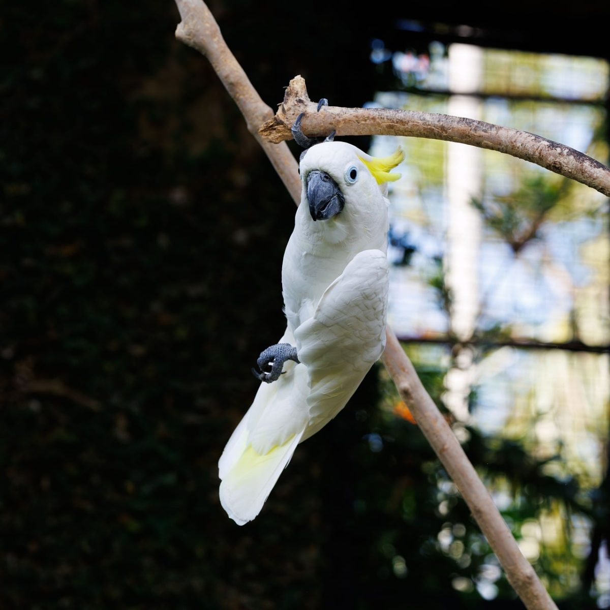 parrot, cockatoo, white color, tree branch, wildlife, nature, birds, exotic, yellow crest, natural light, outdoor, asian bird, bird photography, birdcage, natural environment, oriental nature, yellow eyes, garden bird, forest bird, bird coloration