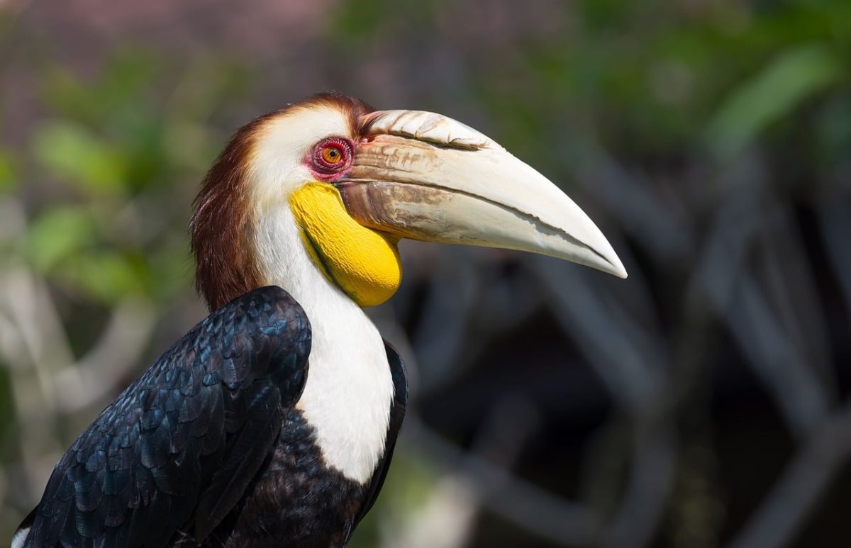 bird, indonesian wildlife, exotic bird, hornbill, bird in nature, tropical wildlife, ornithology, nature photography, asian birds, nature, colorful feathers, birdwatching, natural habitat, wild birds, botanical garden, yellow beak, large beak, bird species, distinctive beak, yellow chin