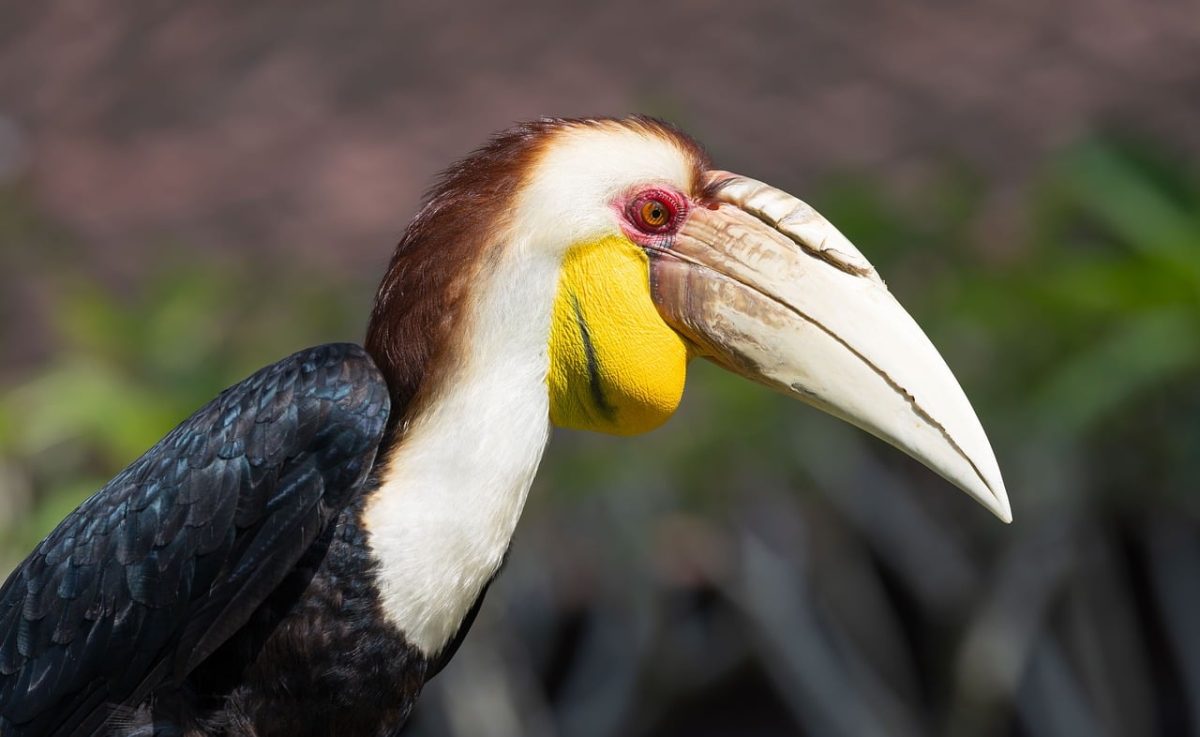 indonesian wildlife, bird, exotic bird, bird photography, nature photography, hornbill, beak, tropical nature, forest, animal portrait, wild bird, nature, yellow, red eyes, tropics, fauna, dynamic, wilderness, safari, run, curved, black feathers