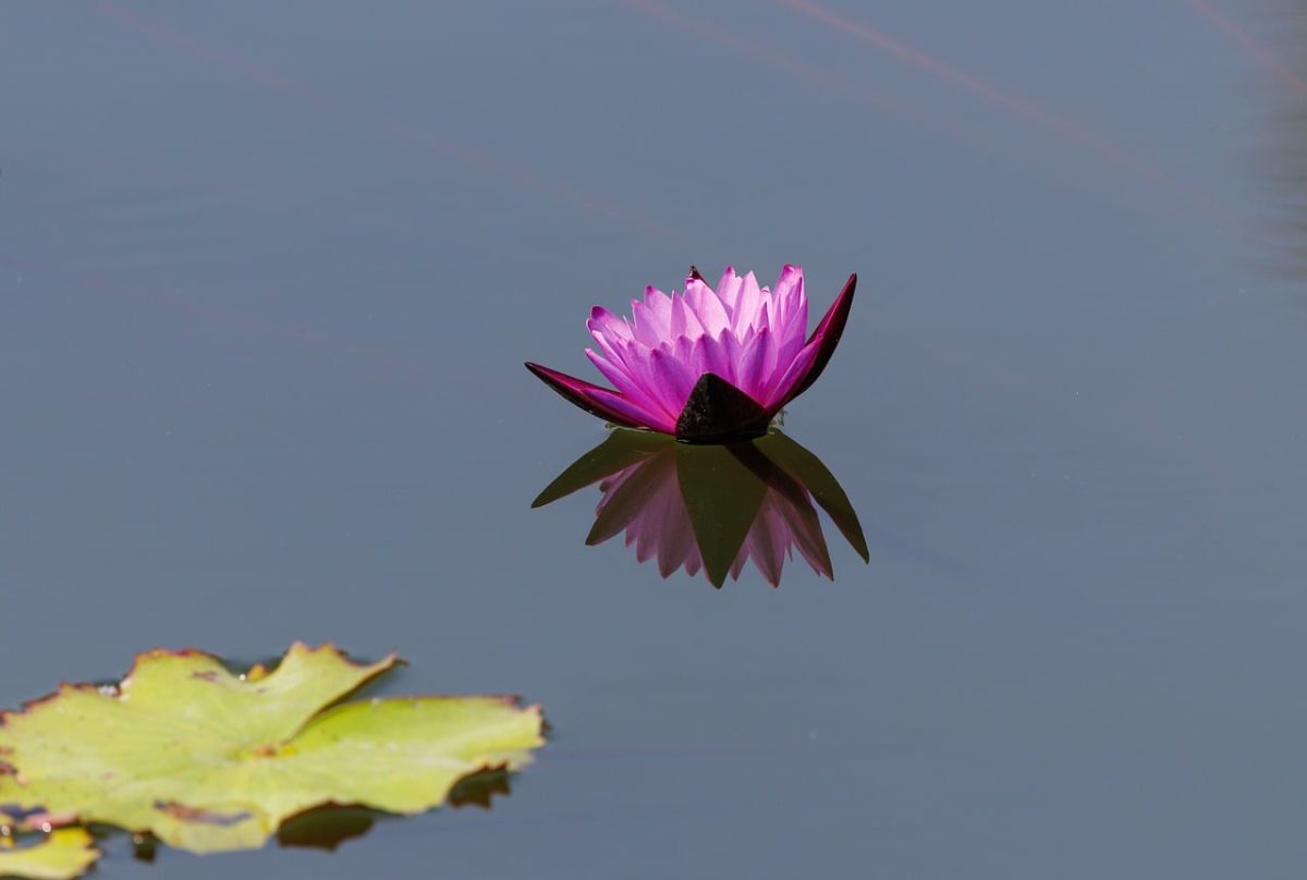 lotus, flower, bloom, nature, flora, plant, flower background, garden, water, pink, reflection, water surface, flower wallpaper, leaf, calm, zen, peace, asian culture, tranquil scene, beautiful flowers, summer