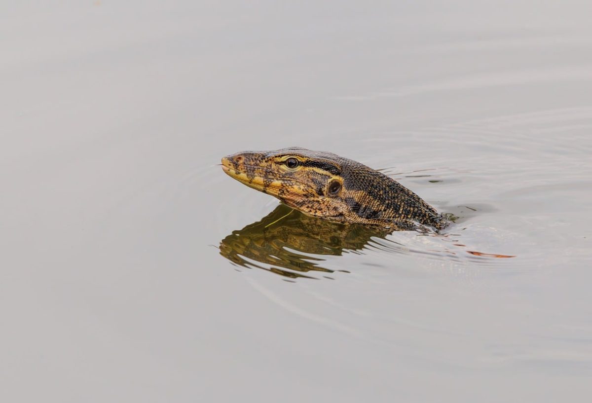 lizard, reptile, animal, nature, wildlife, fauna, monitor, water, pond, indonesia, in the wild, swimming, wild reptile, head, scaly, wild animals, breathing hole, nature monitor