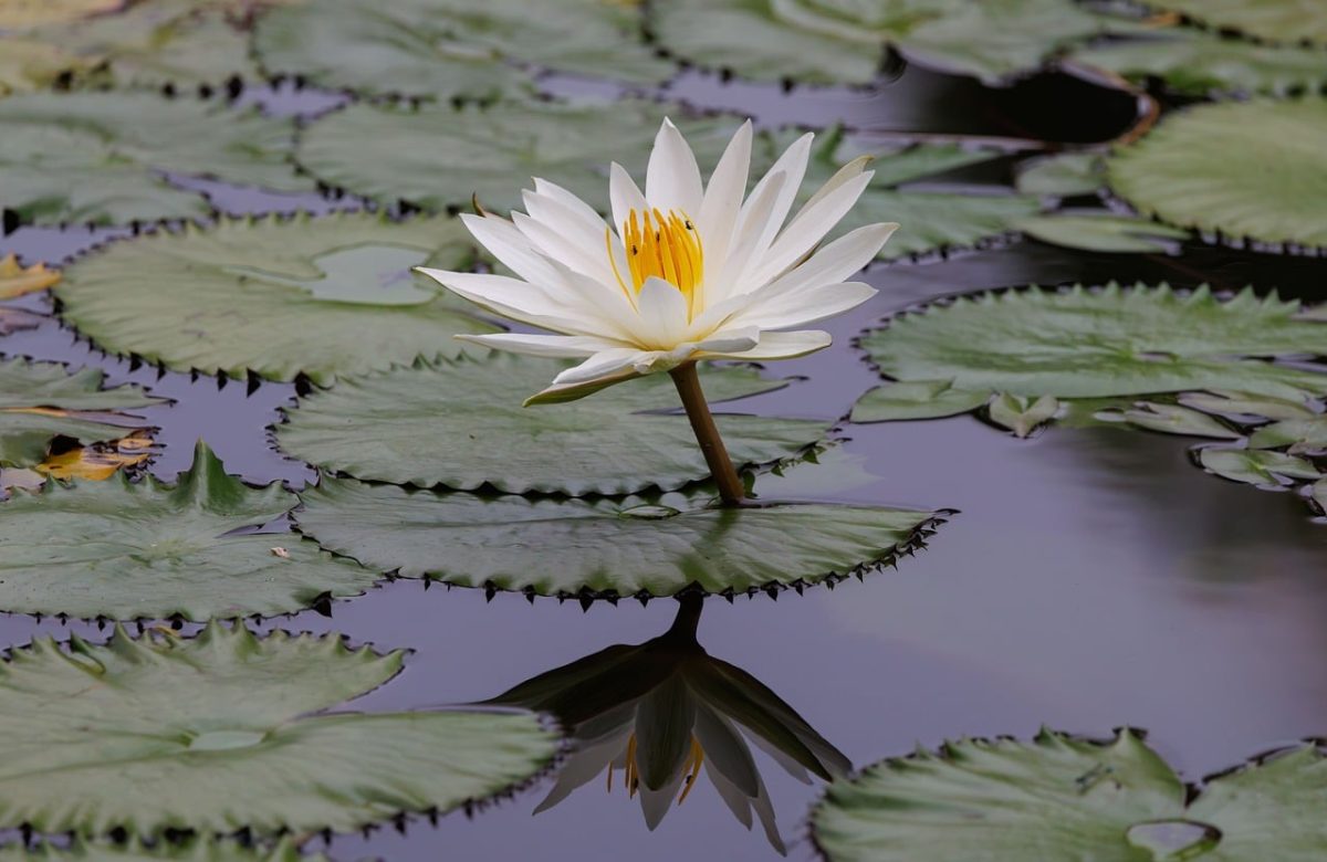 flower, water lily, flower wallpaper, petals, pond, nature, reflection, aquatic plant, garden, leaf, summer, white, calm, peaceful, yellow, beautiful flowers, zen, meditation, zen garden, tranquil space, stress relief, flower background, peaceful environment