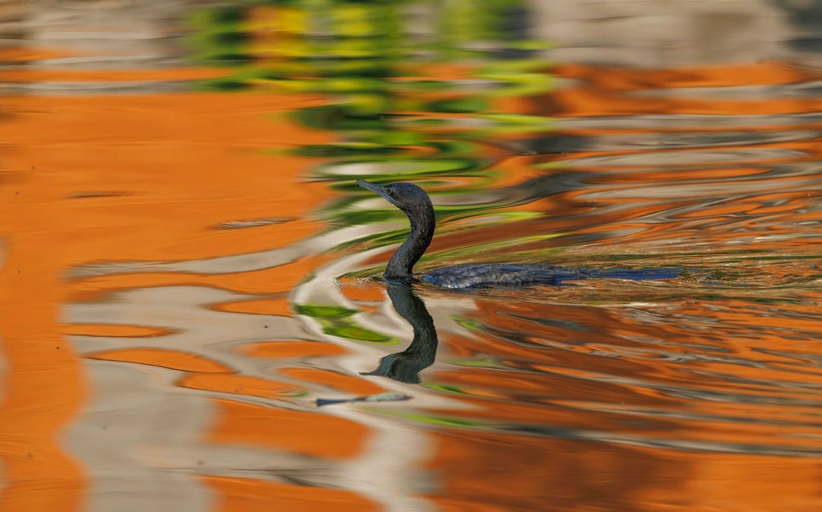 water bird, reflection, orange color, waves, nature, wilderness, water surface, bird, asian water bird, tropical fauna, exotic animal, water, cormorant, calm surface, wild nature, colors, asian birds, bird photography, asian nature, wild bird
