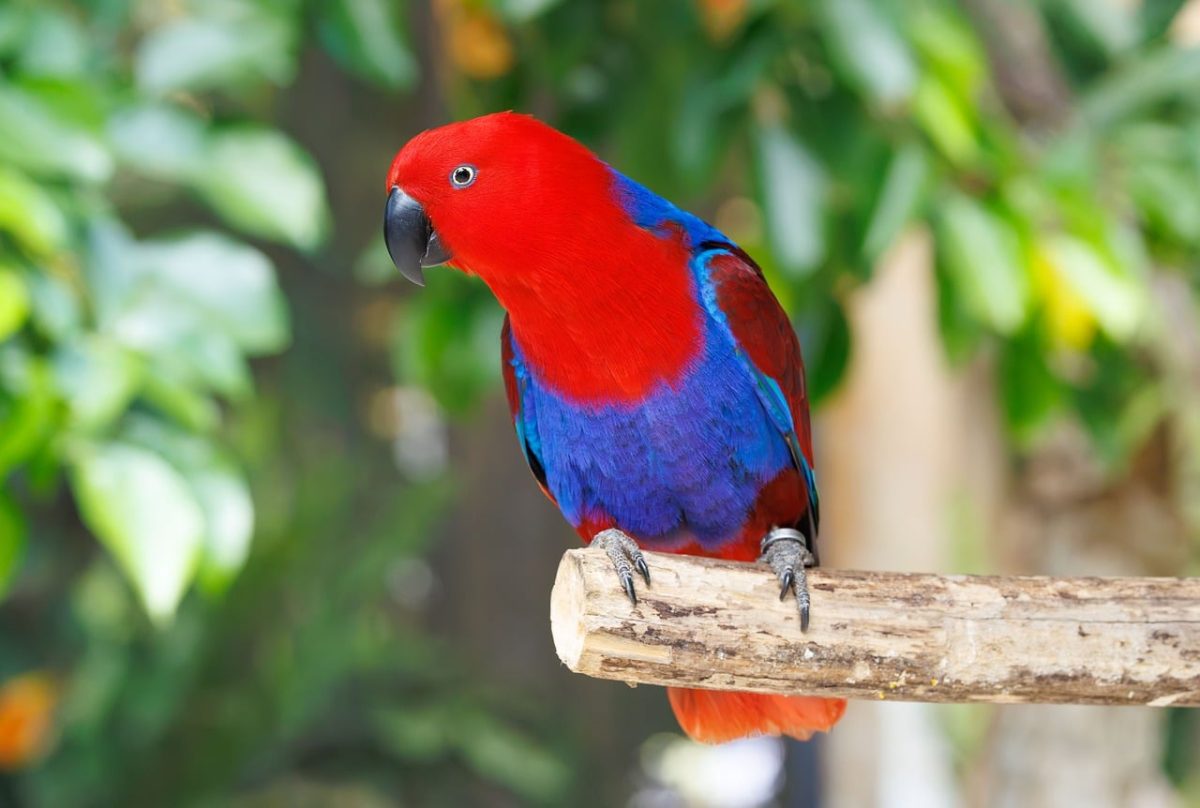 bird, species, red, blue, forest, wild, nature, indonesia, exotic, parrot, avian, photography, tropical, bird photography, nature photography, birdwatching, surroundings, perching bird, colorful