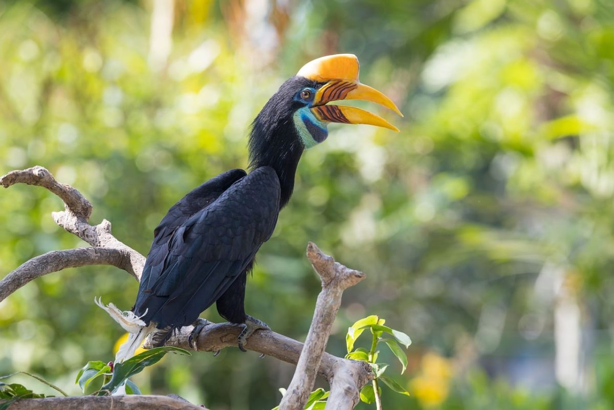 bird, hornbill, nature, nature photography, asian birds, exotic animals, tropical rainforests, birdwatching, asian wildlife, green background, black white photography, colors of nature, bird photography, wild, bird life, asian forests, ornithology, nature exploration, wildlife photography, natural beauty