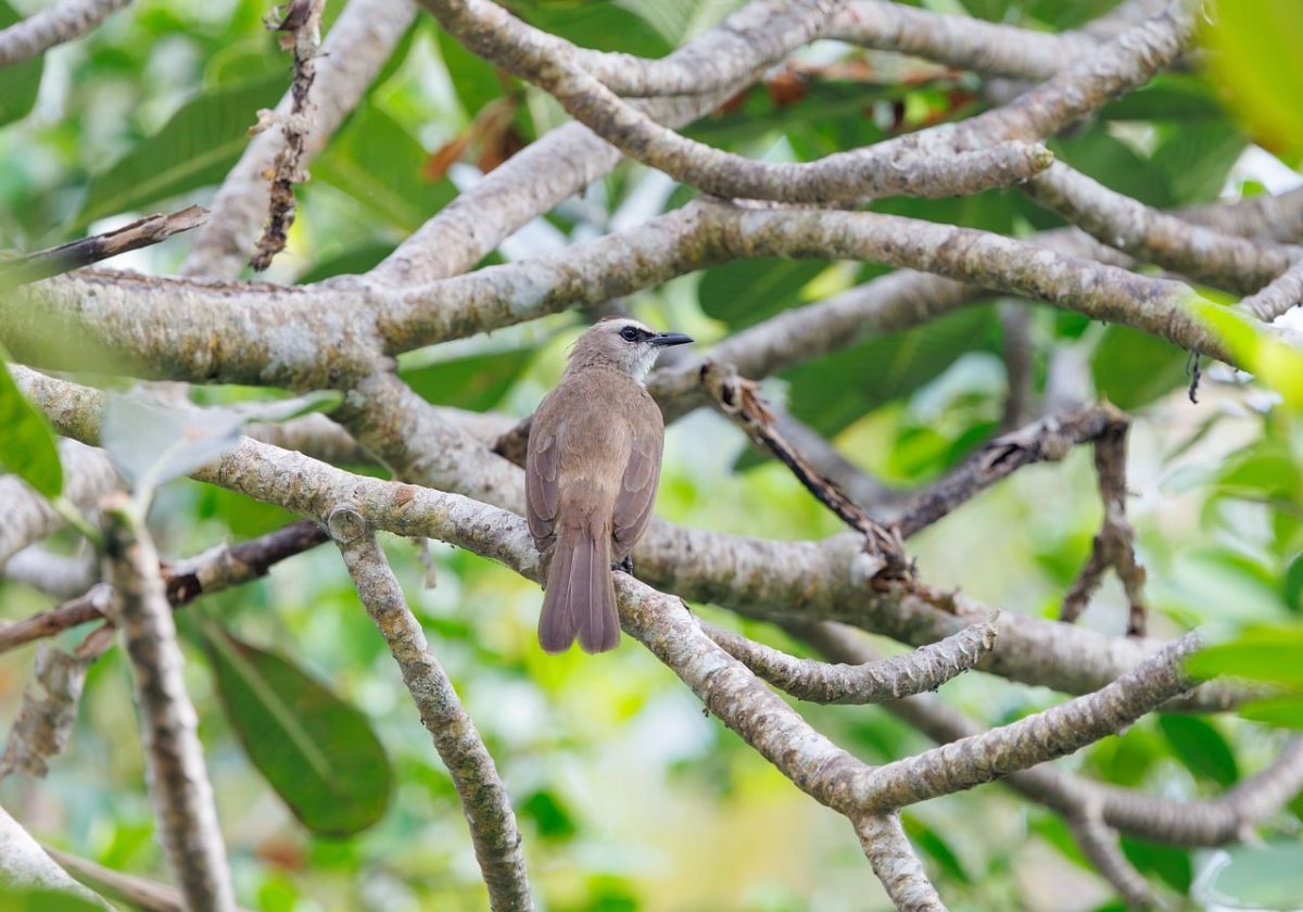 bird, indonesia, wildlife, tropical, nature, wild bird, forest, birdwatching, photography, exotic bird, bulbul, bird photography, asian birds, observation, bird behavior, biology, ecosystem, green, branch