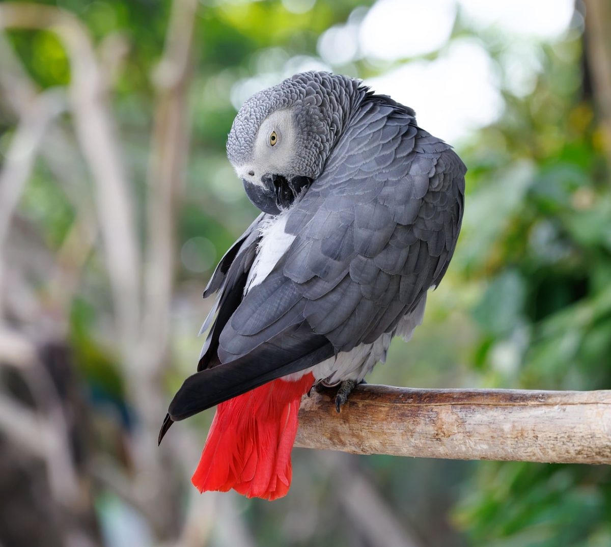 parrot, african grey parrot, red tail, wildlife, bird, nature, avian, grey, unique, tropical, wild birds, exotic, indonesia, animal, photography, bird in nature, feathers, animal portrait
