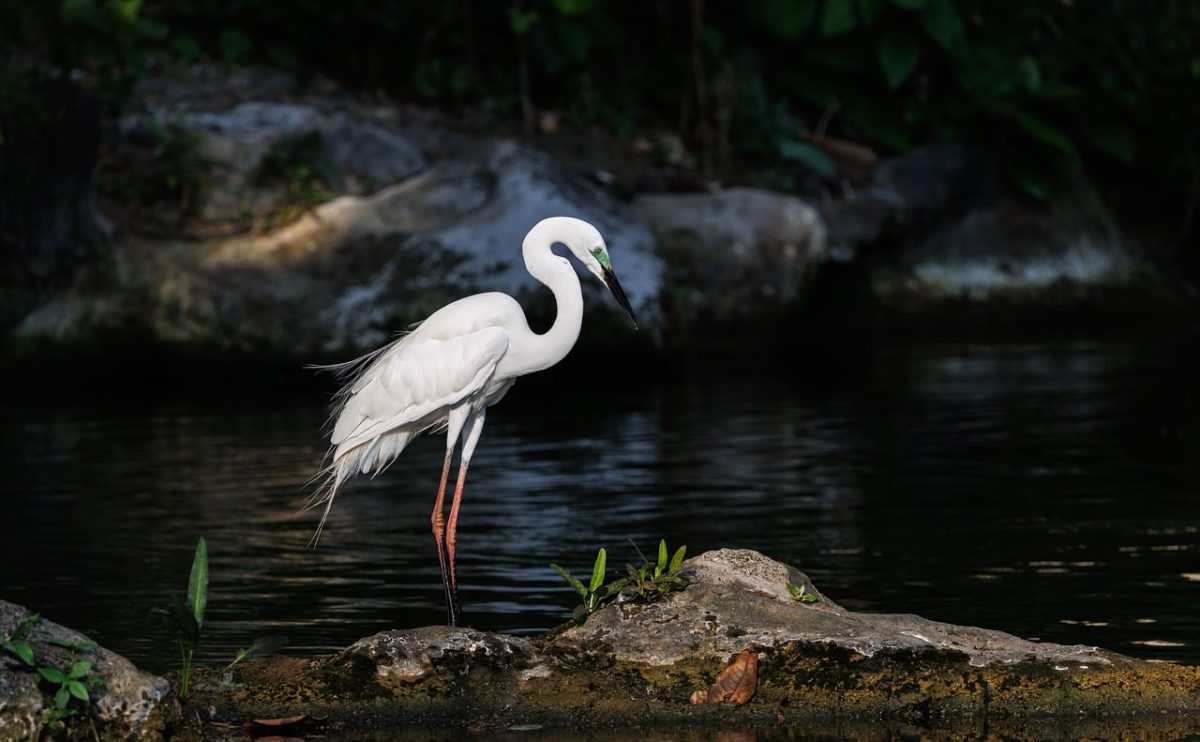 egret, wildlife, nature, wildlife photography, bird photography, tropical nature, asian wildlife, bird, asian birds, water birds, shorebirds, white feathers, wild birds, egret in nature, solitary, bird on rock, green background, safari