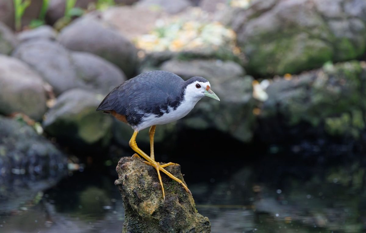 bird, wild bird, bird photography, nature photography, asian birds, tropical wildlife, bird perch, indonesian wildlife, tropical bird, stone background, nature, zoo, birdwatching, special feathers, observing animals, wading bird, white-breasted, delicate, yellow legs