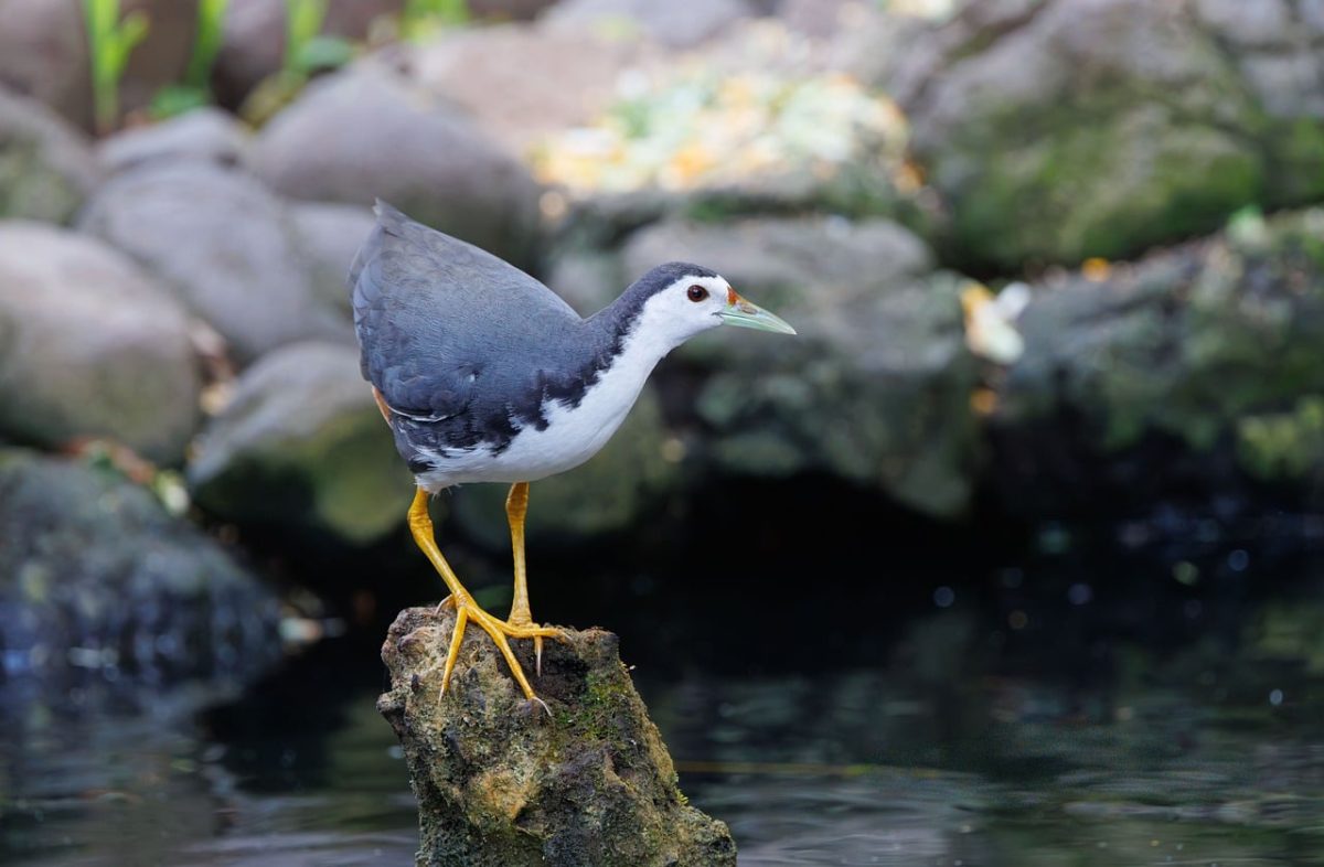 bird, wading bird, nature, wildlife photography, wild animal, exotic bird, asian bird, indonesian animal, tropical, wilderness, shoreline, asian nature, natural habitat, bird photography, natural beauty, golden legs, rocky shore, birdwatching, camouflaged, environmental change