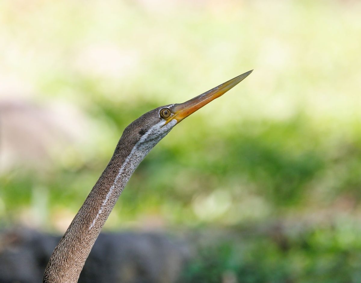 bird, nature, wildlife, photography, exotic, indonesia, tropical, asian bird, insects, distinctive shape, wild animals, green, neck, beak, birdwatching, rainforest, animal, boat, safari, small bird