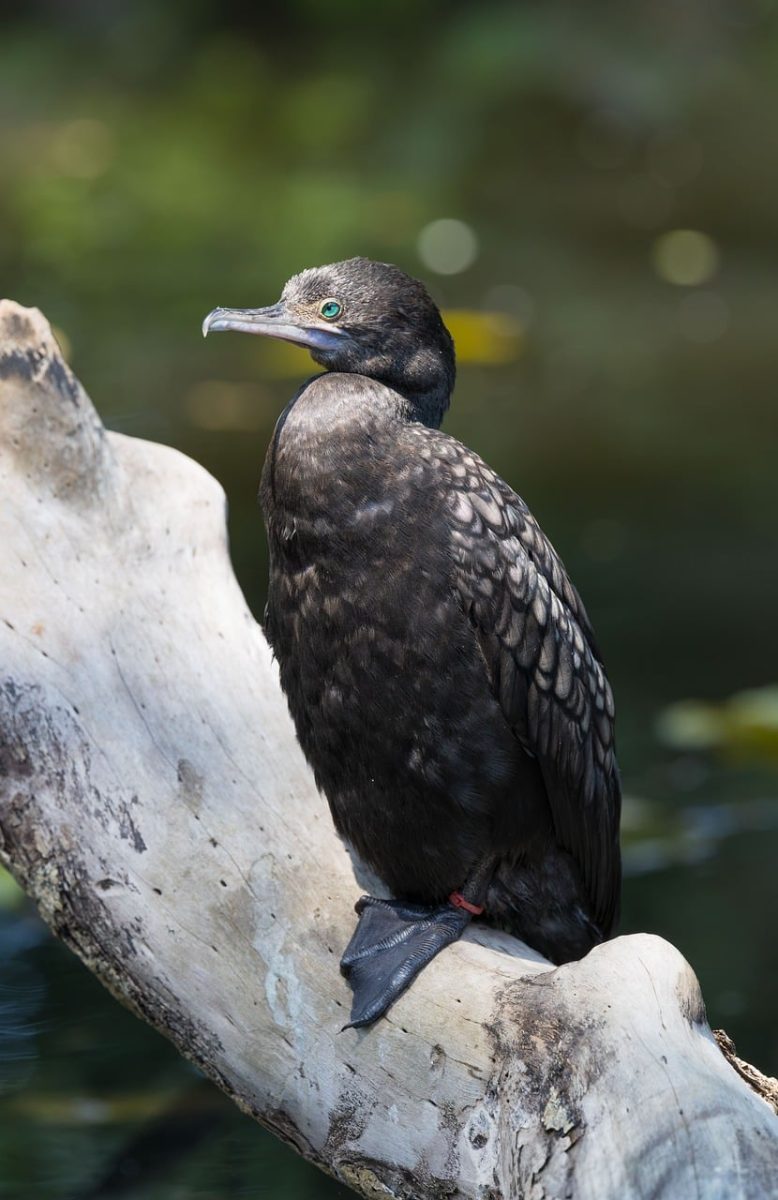 bird, exotic bird, wildlife, nature photography, birdwatching, asian birds, tropical birds, wildlife photography, nature, native birds, tropical wildlife, bird photography, black, beak, asian wildlife, cormorant, water bird, feathered, close-up, water habitat