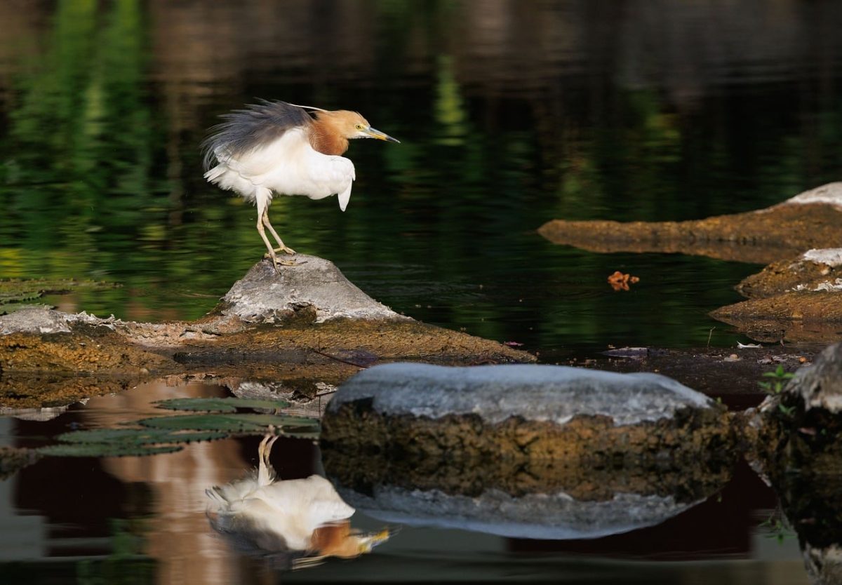 bird, wild bird, exotic bird, bird photography, nature, wildlife photography, birdwatching, asian birds, javan pond heron, lake, reflection, tranquility, balance, colors, bird on rock, natural environment, asian tropics, tropical, rocky environment, water area