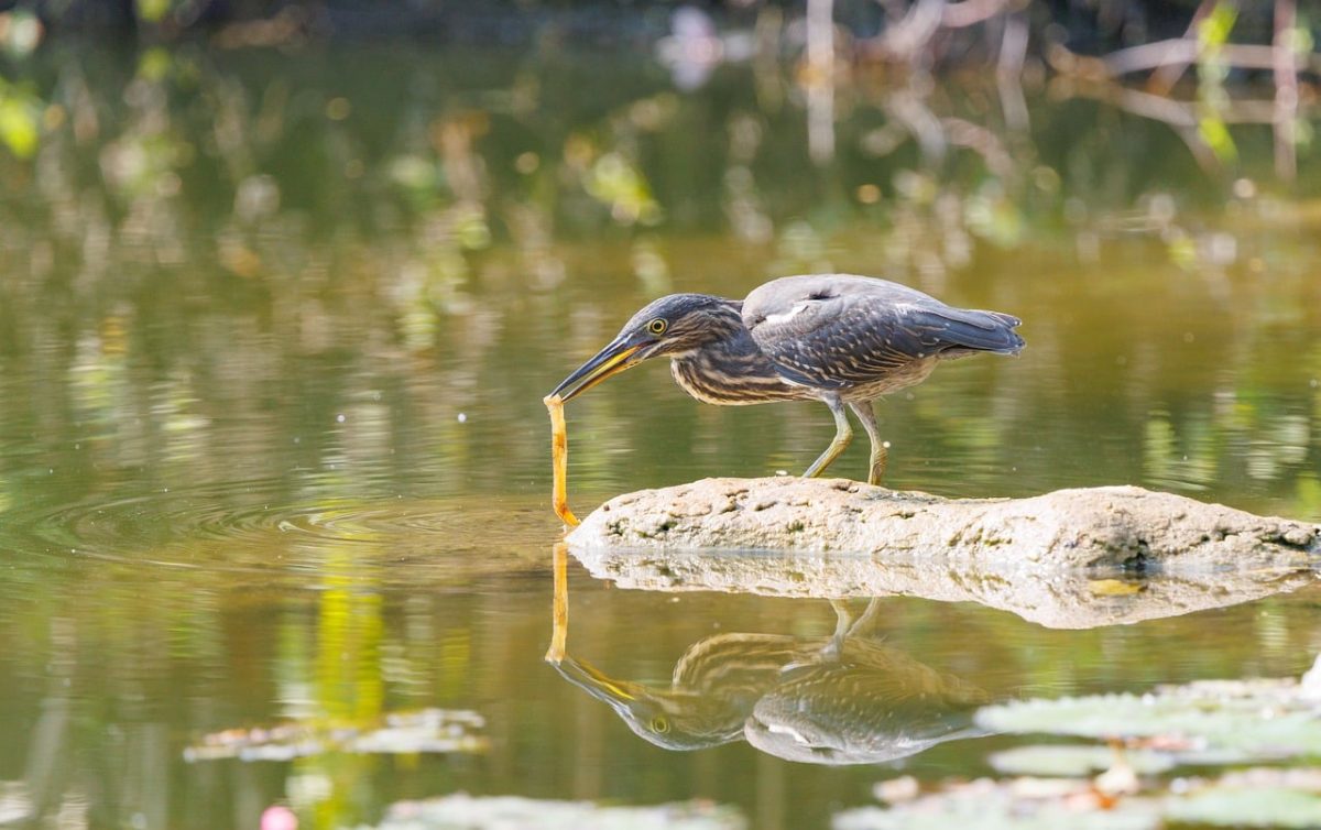 bird, wild bird, nature, bird photography, exotic bird, nature photography, sunset, tropical wildlife, chinese pond heron, birdwatching, avian, fishing, reflection, river, hunting, pond, solitary, water surface, outdoor