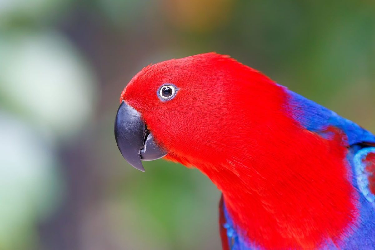 bird, parrot, red, exotic, wild, blue, nature, photography, indonesia, natural environment, asian bird, fauna, tropical, colorful bird, natural, east asia, birdwatching, wings, silhouette, black beak