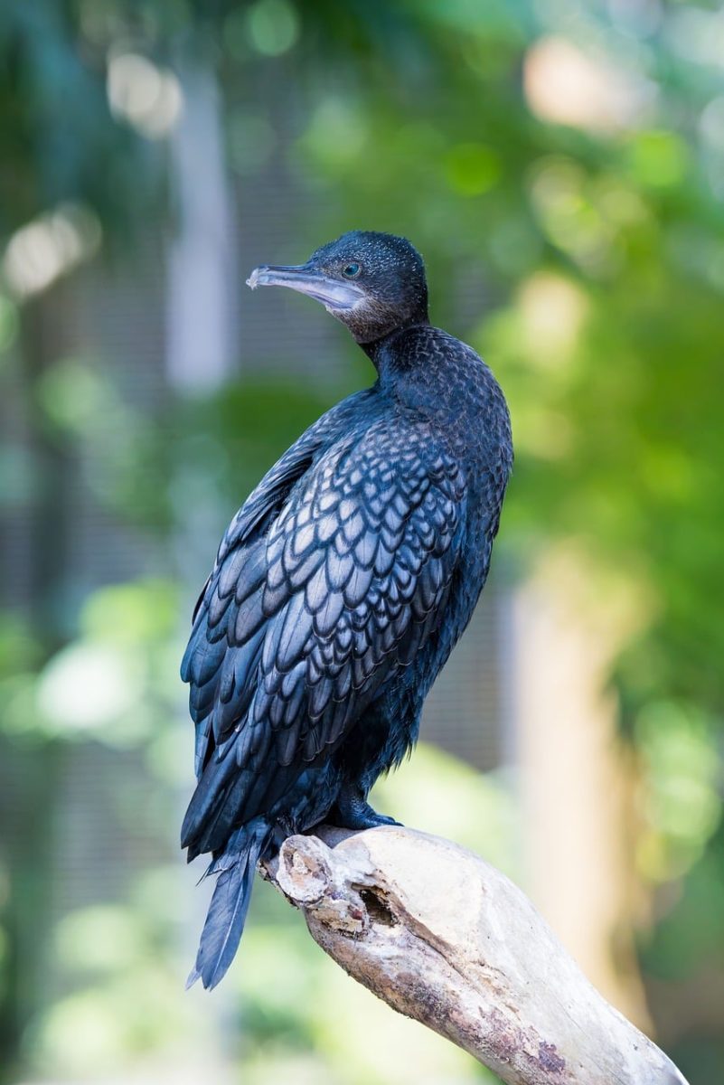 bird, exotic bird, wildlife, wildlife photography, bird photography, nature photography, birdwatching, birding, water bird, asian bird, endemic, tropical wildlife, indonesian bird, natural habitat, wild bird, aviculture, green background, capturing nature, nature, southeast asian nature