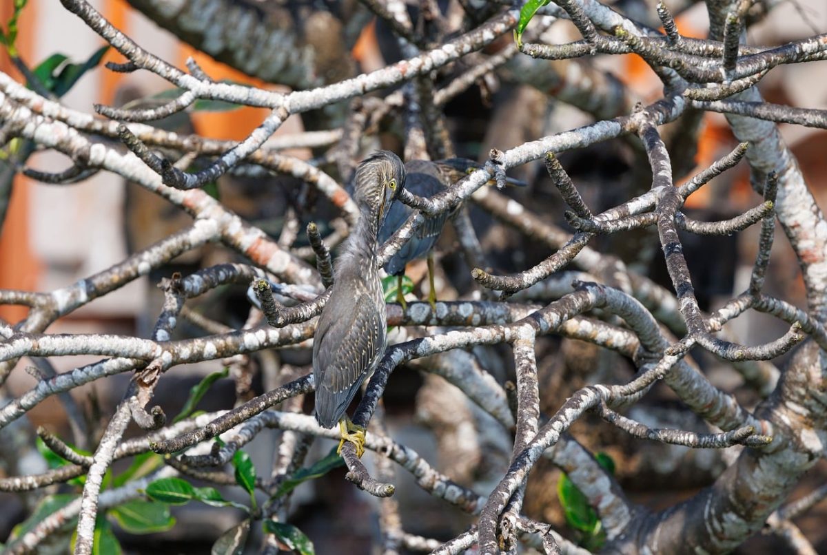bird, wildlife, nature photography, bird photography, trees, nest, asian birds, exotic bird, natural habitat, nature, indonesia, birdwatching, bird feathers, branches, tropical wildlife, camouflage, birder, branch-nesting bird, summertime, ecology