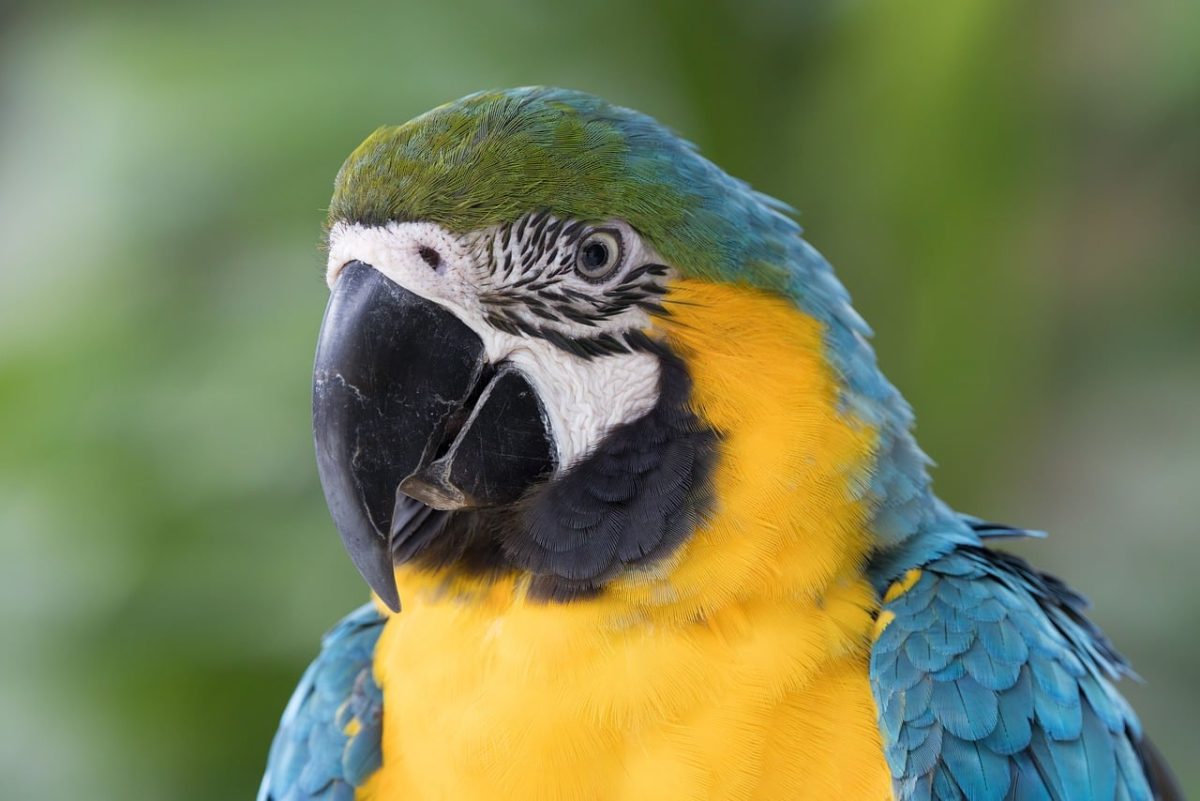 parrot, blue-and-yellow macaw, exotic birds, wildlife, bird photography, nature, yellow, blue, birdwatching, beak, small bird, macaw, natural habitat, bird eye, avian, detail, asian birds, southeast asian birds, close-up eyes