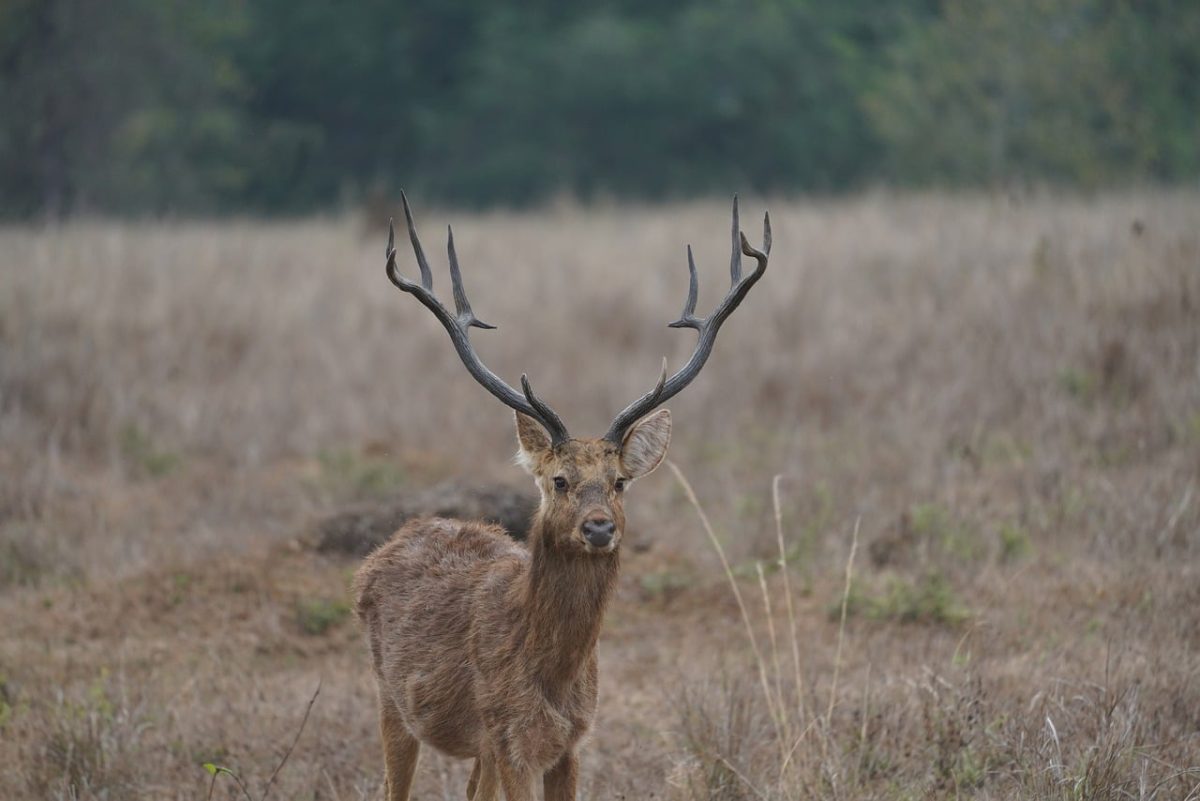 deer, nature, wildlife, forest, mammal, antlers, meadow, animal, nature reserve, grazing, focus, ground, wild, ecology, view, peaceful, mammals, calm, environment, observation, Kanha, India, Madhya Pradesh