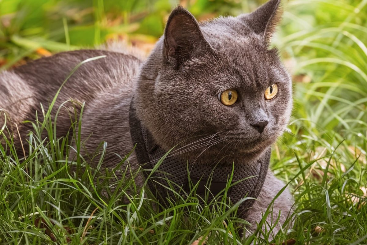 cat, gray fur, british shorthair, yellow eyes, grass, outdoors, profile, collar, pet, watching, animal, garden, natural environment, curiosity, mammal, comfort, beauty, outdoor activities, relaxed, cat eyes, nature