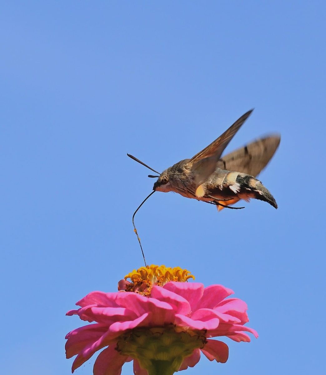 hummingbird moth, zinnia, flower, flying, blue sky, nature, wings, pollination, garden, care, red zinnia, macro, detail, color contrast, insect, summer season, daylight, weather, color, proboscis