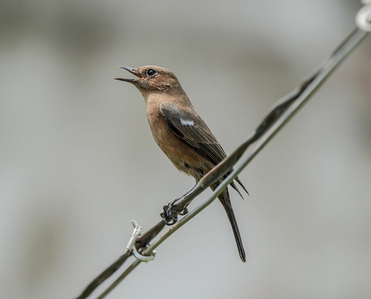 bird, perching, nature, singing, wings, birdsong, brown, wire, grey, sharp, animal, wildlife, wild birds, black tail, summer, natural habitat, fauna, ornithology, birdwatching