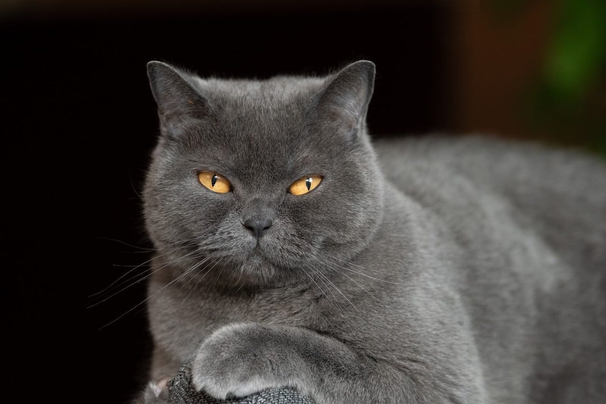 animal, 4k wallpaper, cat, yellow eyes, gray cat, british shorthair, face details, cool backgrounds, intense gaze, play of light, hd wallpaper, free wallpaper, pet, 4k wallpaper 1920x1080, fur, wallpaper 4k, beautiful wallpaper, windows wallpaper, mac wallpaper, domestic cat, details, animal portrait, photography, desktop backgrounds, laptop wallpaper, wallpaper hd, free background, full hd wallpaper, cat yellow eyes, close-up, elegant, nature, background