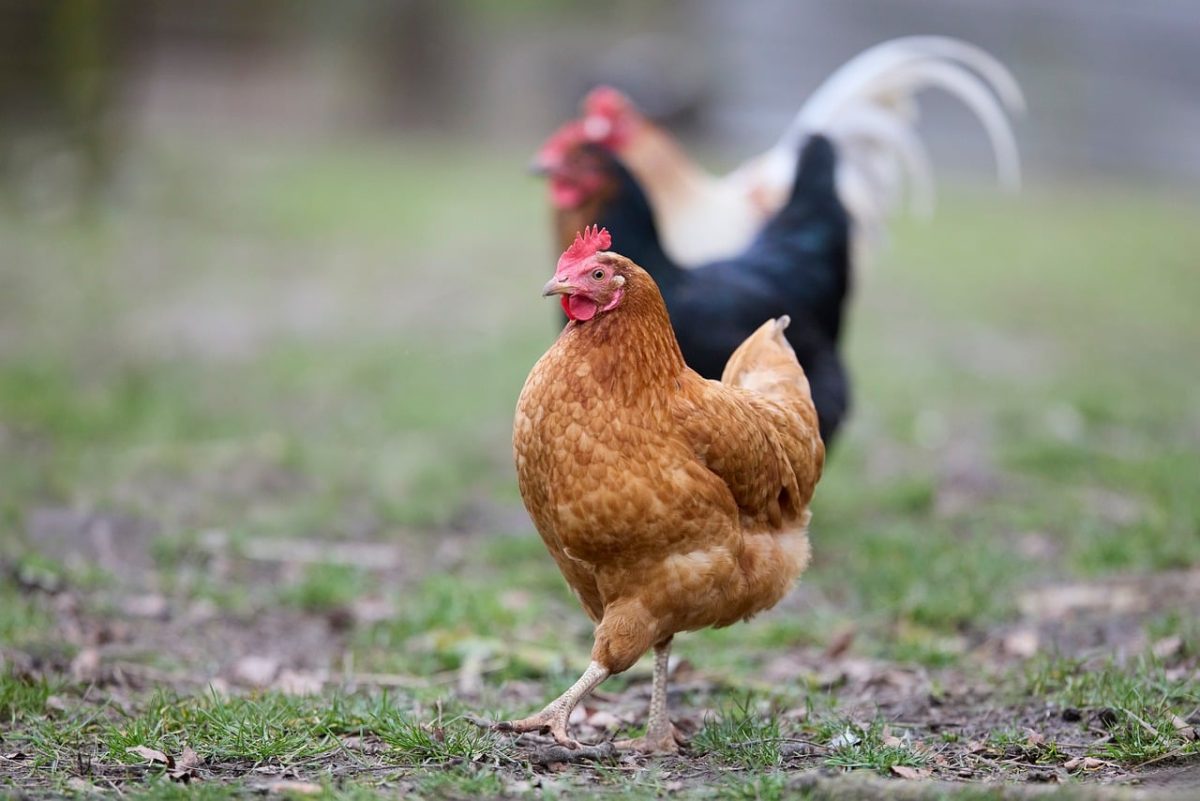 chicken, farm, rural, outdoor, free range, animal, poultry, organic, mane, animal care, standing, nature, dirt, green, brown, grass, clucking, beak, red comb, field, hen