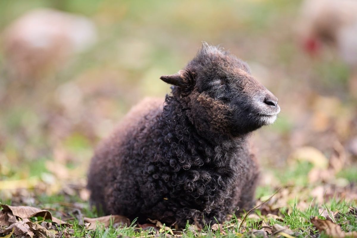 schaap, ouessant schaap, animal, wool, fleece, cute, farm, livestock, mammal, agriculture, pasture, meadow, autumn, fluffy, young animal, rural, nature, outdoor, peaceful