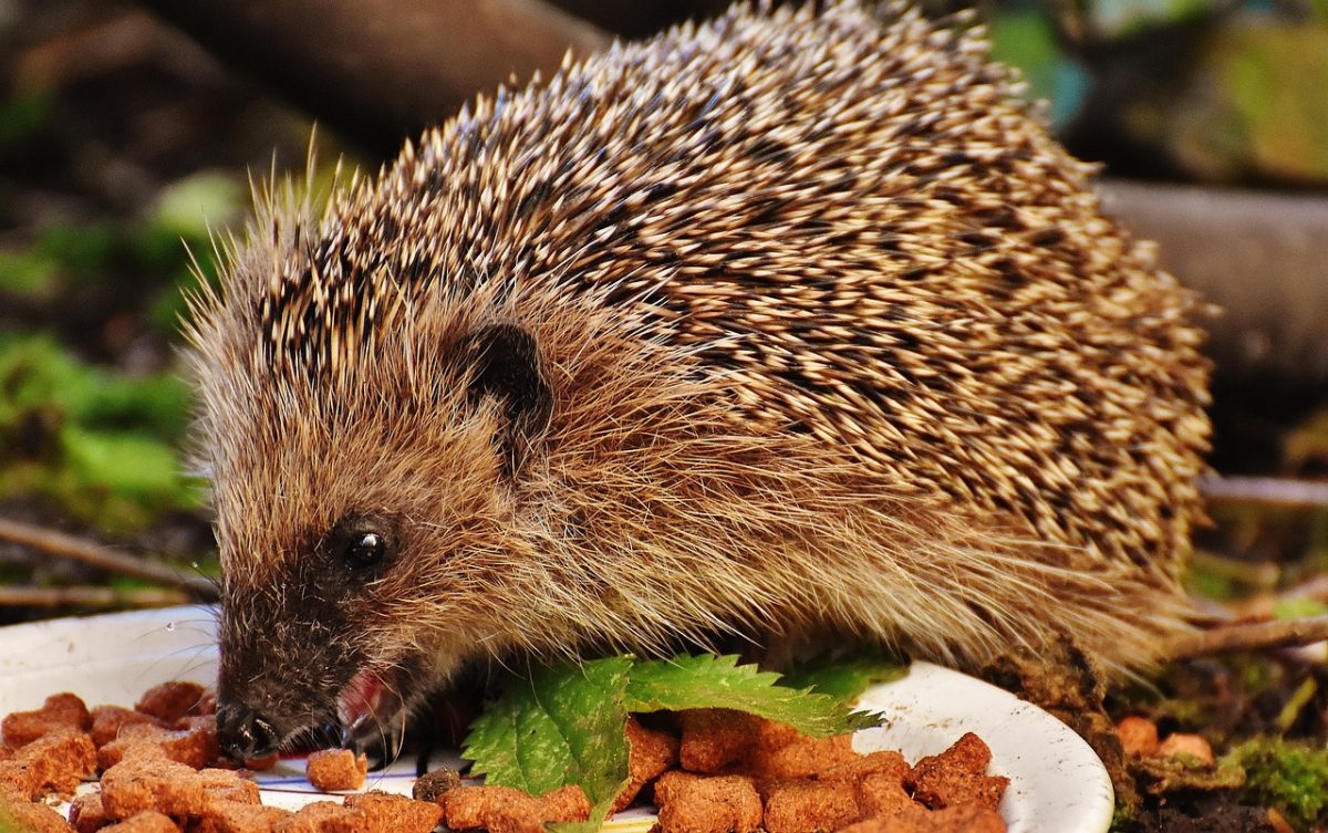 hedgehog, pet, eating, feed, young hedgehog, young animal, animal, mammal, prickly, nocturnal, cute, nature, garden, animal world