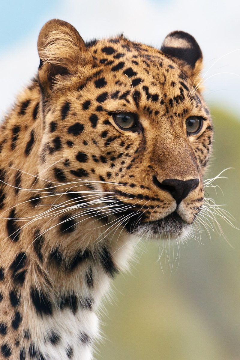 animal, nature, leopard, wildlife, big cat, carnivore, mammal, predator, wild animal, fauna, wilderness, portrait
