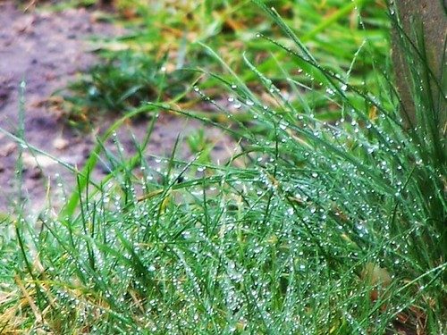 dewdrops, grass, nature