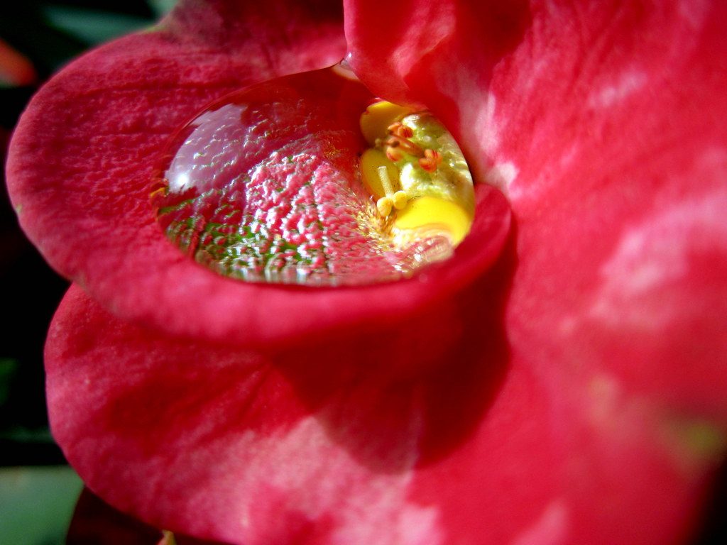 flower, nature, beautiful, bright, color, dew, flora, garden, leaf, love, still life, summer, wet