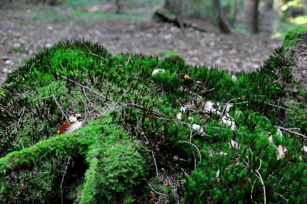 forest, nature