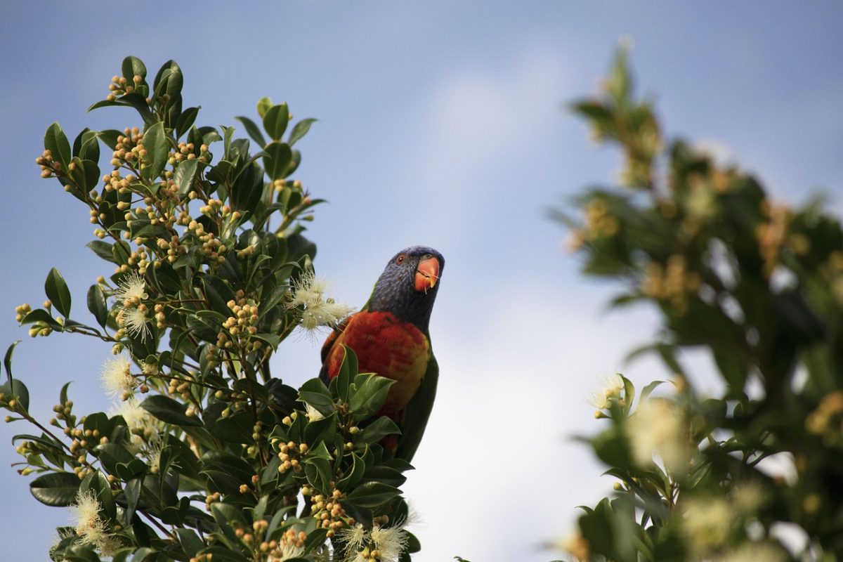 parrot, bird, perched, animal, feathers, plumage, beak, bill, bird watching, ornithology, animal world, nature, exotic, fauna, wildlife, parrot, parrot, parrot, parrot, parrot