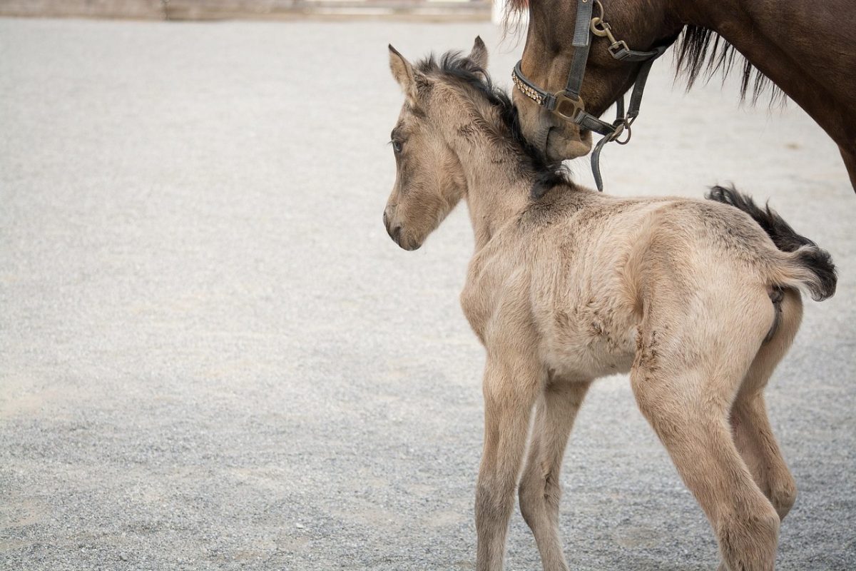 foal, horse, pony, small, baby animal, mare, dun, nature, breed, pony breeding, horse breeding, riding pony, riding pony foal, animal, mammal, newborn