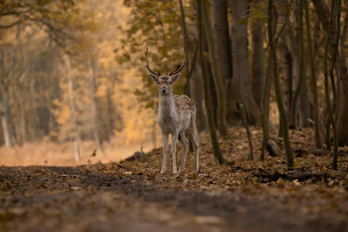 fallow deer, animal, forest, deer, antlers, male deer, mammal, wildlife, fauna, wilderness, nature, animal world, deer, deer, deer, deer, deer
