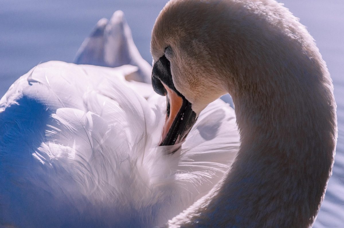 swan, bird, animal, waterbird, avian, nature, ornithology