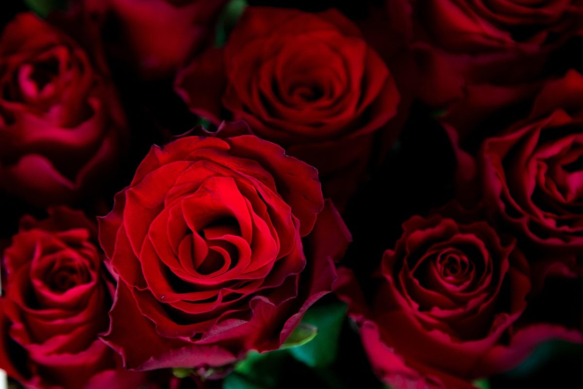 roses, 4k wallpaper, flower wallpaper, free background, red roses, bouquet, red flowers, free wallpaper, full hd wallpaper, 4k wallpaper 1920x1080, laptop wallpaper, desktop backgrounds, flowers, hd wallpaper, beautiful flowers, flower background, flora, beautiful wallpaper, cool backgrounds, mac wallpaper, nature, wallpaper hd, wallpaper 4k, windows wallpaper, background